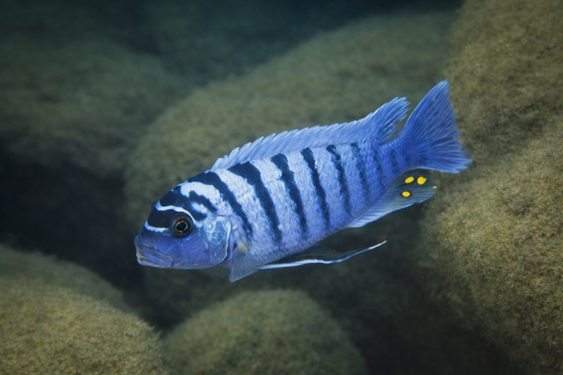 Maylandia zebra 'Chuanga'